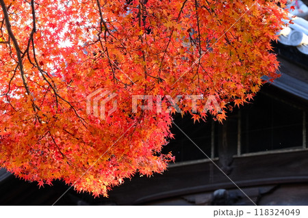 建物に映える旬の紅葉イメージ 118324049