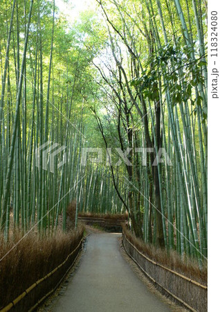 竹林の道 竹林の道 118324080