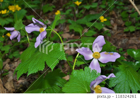 シラネアオイ 花 シラネアオイ 花 118324261