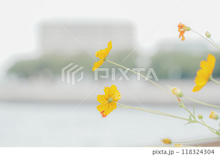 黄色い花 黄色い花 118324304