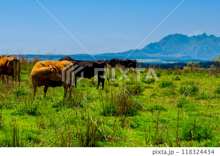 久住高原の牛と阿蘇山 久住高原の牛と阿蘇山 118324434