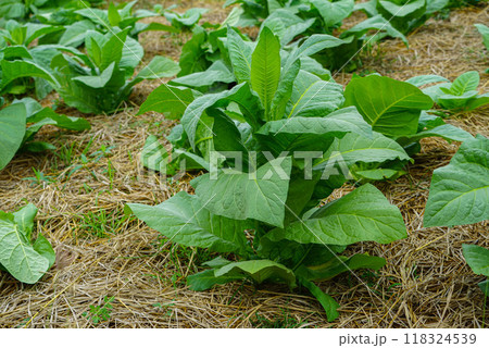 Planting a row of tobacco plants in a farmer's field. Planting a row of tobacco plants in a farmer's field. 118324539