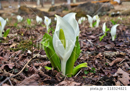 ミズバショウの花 118324821