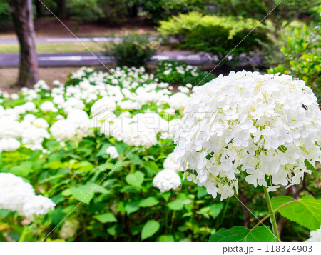 梅雨を彩る景色　カラフルで美しいアジサイ 118324903