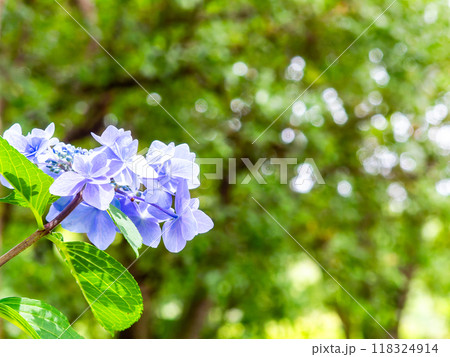 梅雨を彩る景色 カラフルで美しいアジサイ 梅雨を彩る景色 カラフルで美しいアジサイ 118324914