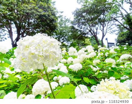 梅雨を彩る景色　カラフルで美しいアジサイ 118324930