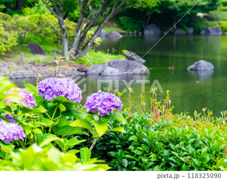 梅雨を彩る景色　カラフルで美しいアジサイ 118325090