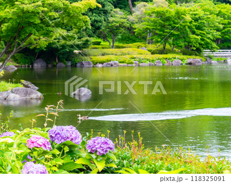 梅雨を彩る景色　カラフルで美しいアジサイ 118325091