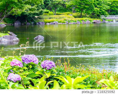 梅雨を彩る景色　カラフルで美しいアジサイ 118325092
