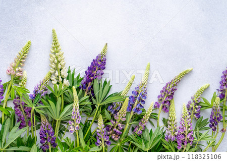 Lupine flowers. Purple and pink bud. Lupine flowers. Purple and pink bud. 118325106