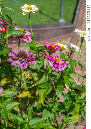 Zinnia flower. Flowerbed in the garden. 118325112