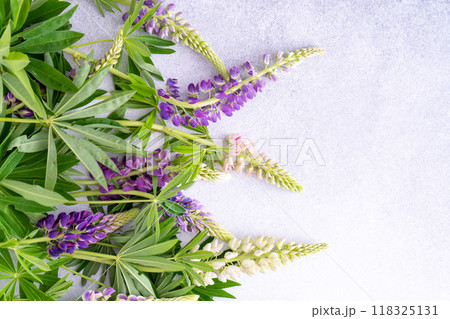 Lupine flowers. Purple and pink bud. Lupine flowers. Purple and pink bud. 118325131