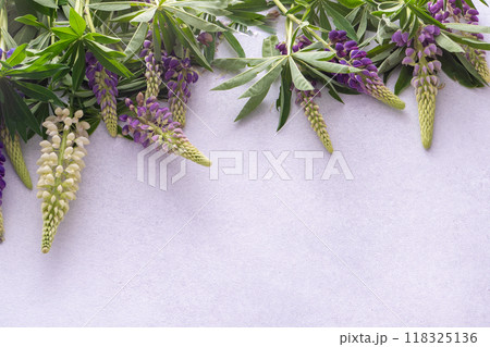 Lupine flowers. Purple and pink bud. Lupine flowers. Purple and pink bud. 118325136