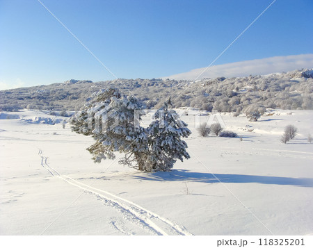Winter landscape on the top of the mountain. Trees in the snow. Nature background. North Pole 118325201