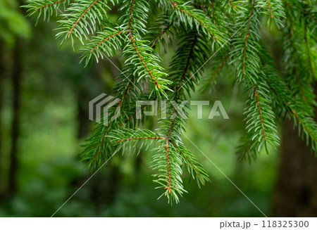 Pine trees. Green background. Christmas tree needles 118325300