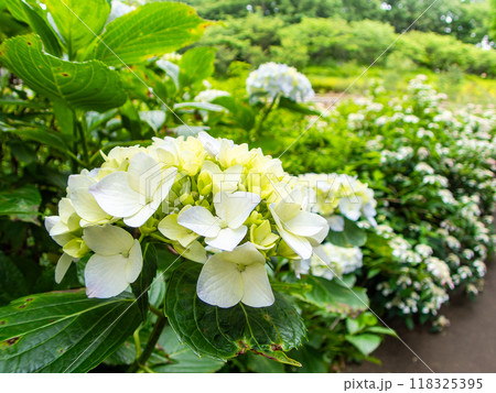 梅雨を彩る景色　カラフルで美しいアジサイ 118325395