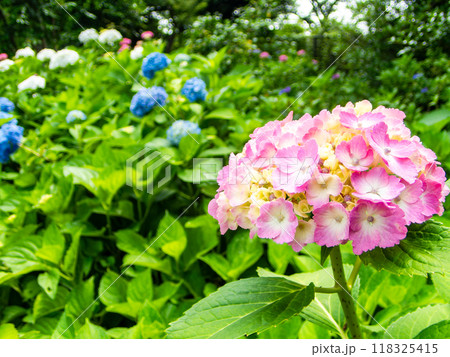 梅雨を彩る景色 カラフルで美しいアジサイ 梅雨を彩る景色 カラフルで美しいアジサイ 118325415