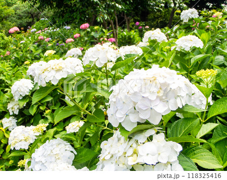 梅雨を彩る景色 カラフルで美しいアジサイ 梅雨を彩る景色 カラフルで美しいアジサイ 118325416