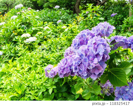 梅雨を彩る景色　カラフルで美しいアジサイ 118325417