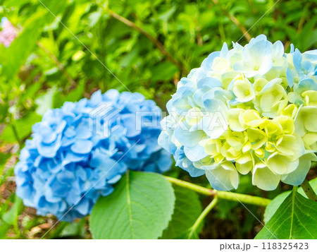 梅雨を彩る景色 カラフルで美しいアジサイ 梅雨を彩る景色 カラフルで美しいアジサイ 118325423
