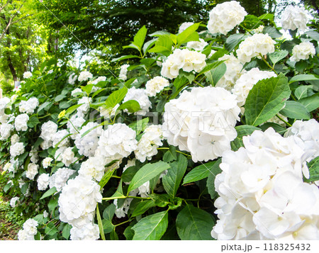 梅雨を彩る景色　カラフルで美しいアジサイ 118325432