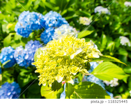 梅雨を彩る景色　カラフルで美しいアジサイ 118325445