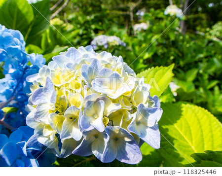 梅雨を彩る景色 カラフルで美しいアジサイ 梅雨を彩る景色 カラフルで美しいアジサイ 118325446