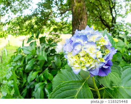 梅雨を彩る景色 カラフルで美しいアジサイ 梅雨を彩る景色 カラフルで美しいアジサイ 118325448