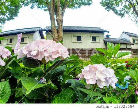 梅雨を彩る景色　カラフルで美しいアジサイ 118325584