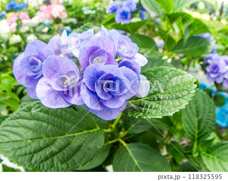 梅雨を彩る景色 カラフルで美しいアジサイ 梅雨を彩る景色 カラフルで美しいアジサイ 118325595