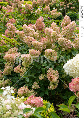 Hydrangeas bloom garden. Pink bud Hydrangea flower. Hydrangeas bloom garden. Pink bud Hydrangea flower. 118325741