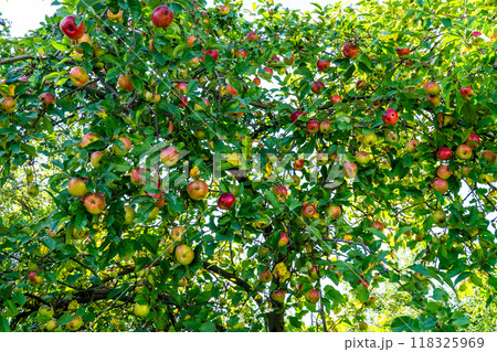 Red apples on the tree. Nature grow 118325969