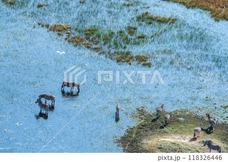 Aerial shot of Zebras grazing in the Okavango Delta 118326446