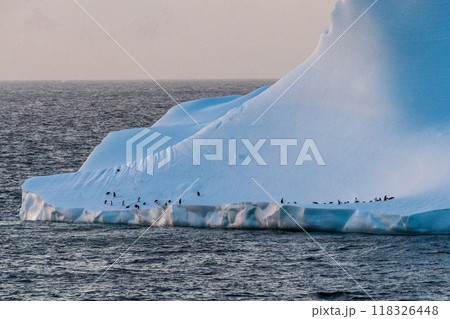 Gentoo Penguins in Antarctica 118326448