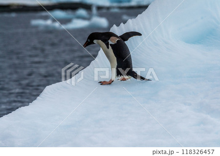 Adelie Penguin standing on an iceberg Adelie Penguin standing on an iceberg 118326457