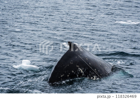 Detail of a humpback dorsal fin and blow hole 118326469