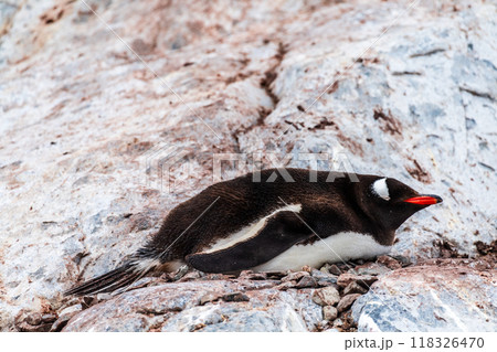 Gentoo Penguin colony on Cuverville island 118326470