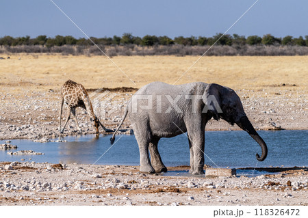 African Elephant drinking at a waterhole 118326472