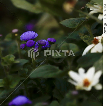 野の花 野の花 118326481