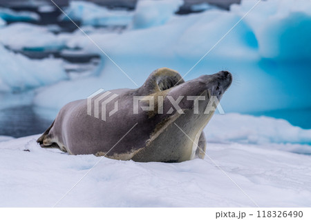 Crabeater Seal resting on a sheet of ice 118326490