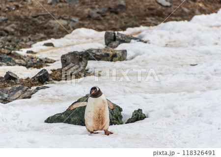 Gentoo colony at Danco Island 118326491