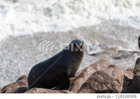 One seal emerging from the water 118326509