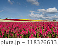 色彩の丘 118326633