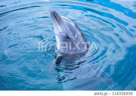 イルカ イルカ 118326830