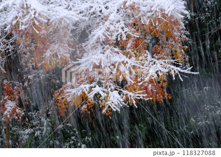 紅葉と降雪のイメージ 紅葉と降雪のイメージ 118327088