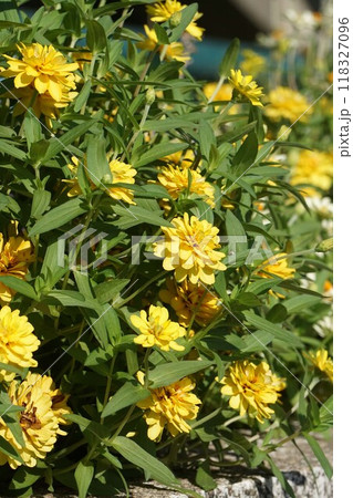 ヒャクニチソウの花 118327096