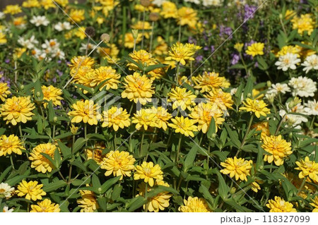 ヒャクニチソウの花 118327099