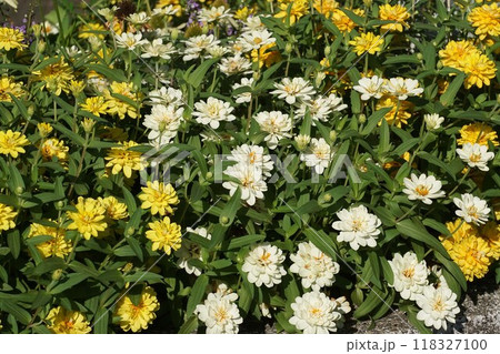 ヒャクニチソウの花 118327100