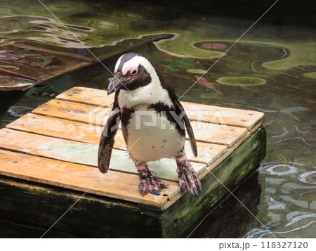 片足立ちでバランスをとるケープペンギン 118327120