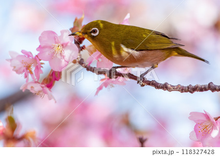 桜とメジロ 桜とメジロ 118327428